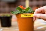 Labels on Plant Pots 