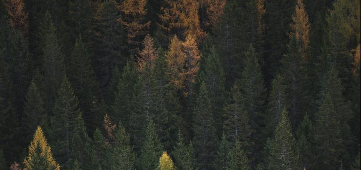 green trees representing sustainability