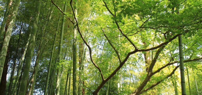 Green forest